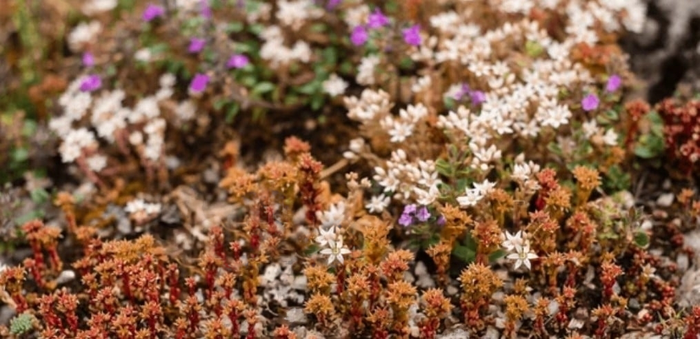 Flora of Black Lake